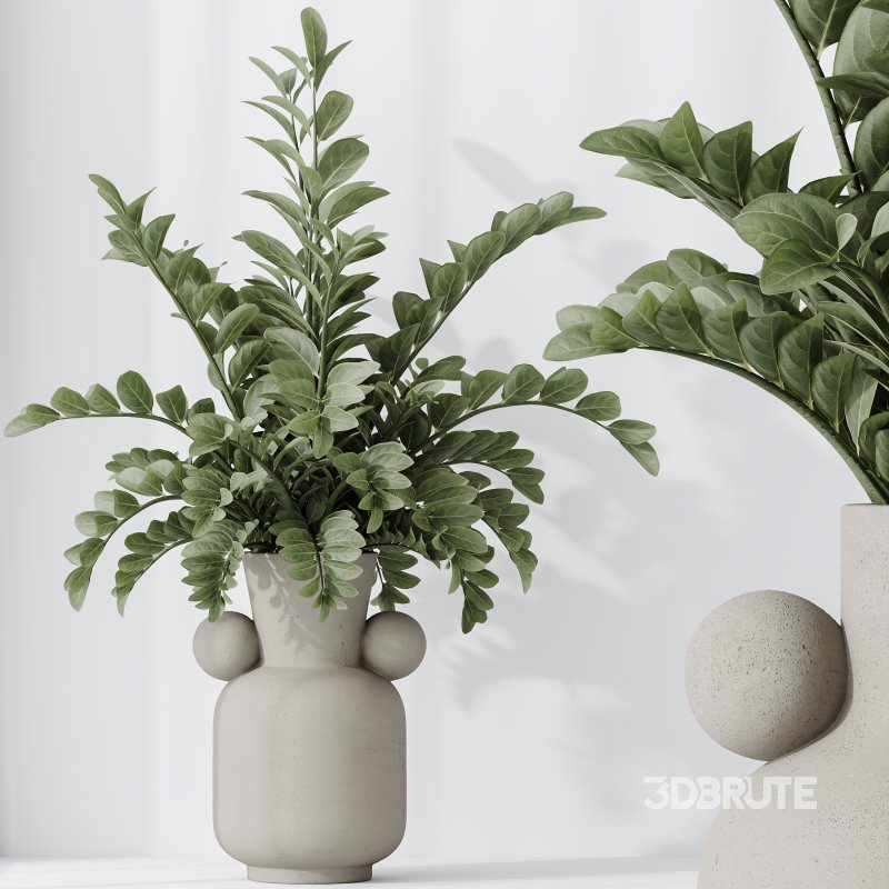 AV Indoor Plants Set 397 Zamiifolia and Giant Monstera and Dracaena Warneckii Lemon and Areca Palm Image 8