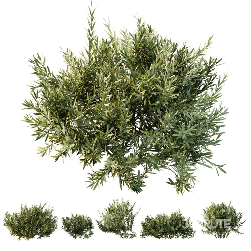 ntal olive shrubs, designed for realistic garden visualization and architectural landscaping. Image 4