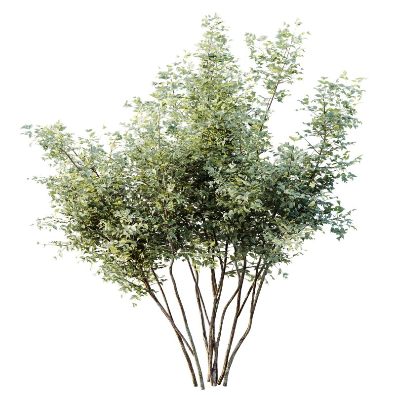 AV Plants Bush Small Image 3