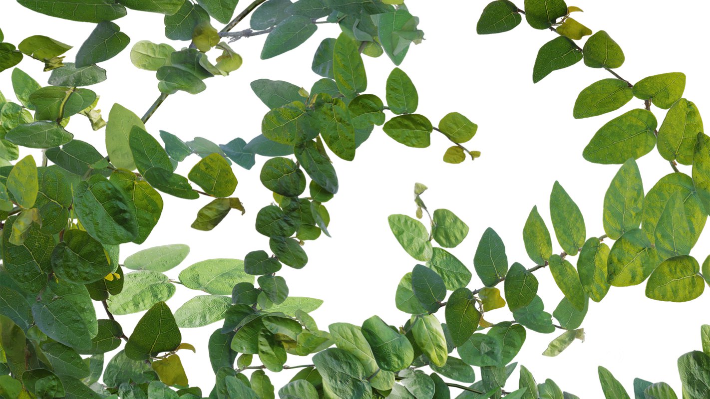 Collection 18 – Chinese garden Image 14