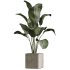 AV Indoor Plants Set 390 Warneckii Lemon and Olive and Green Sansevieria and Calathea Lutea - Thumbnail 3