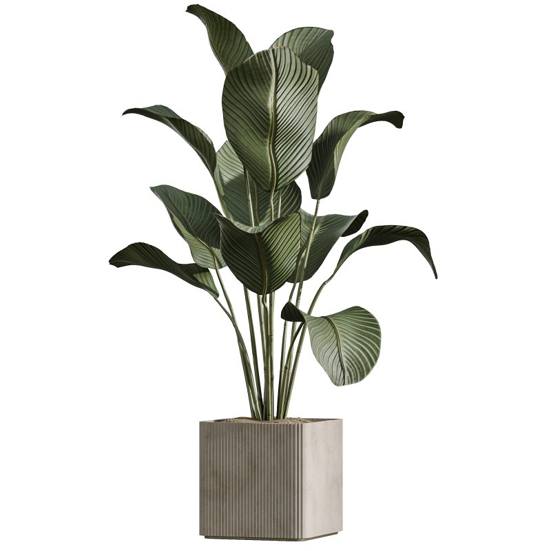 AV Indoor Plants Set 390 Warneckii Lemon and Olive and Green Sansevieria and Calathea Lutea Image 3