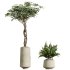 AV Indoor Plants Set 393 Spathiphyllum Wallisii and Ficus Binnendijki and Schefflera Arboricola and Japandi Decorative - Thumbnail 5