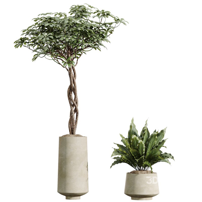 AV Indoor Plants Set 393 Spathiphyllum Wallisii and Ficus Binnendijki and Schefflera Arboricola and Japandi Decorative Image 5