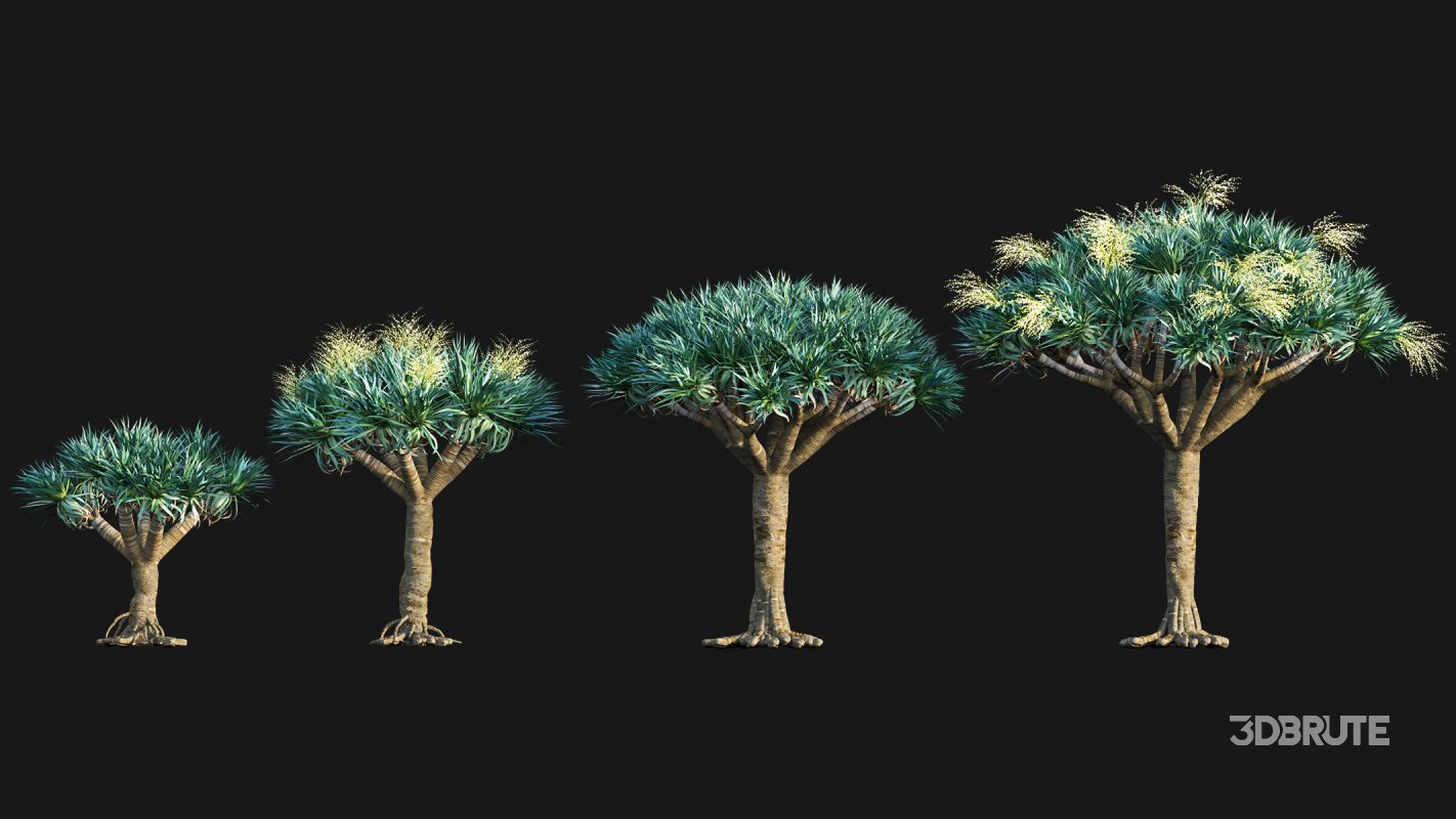 Collection 22 – Australian Plants Image 13