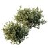 ntal olive shrubs, designed for realistic garden visualization and architectural landscaping. - Thumbnail 2