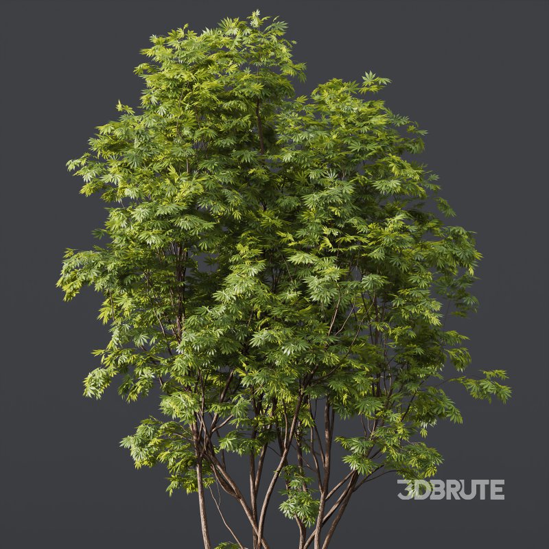 AV Phoenix Dactylifera Date Jurassic Palm Tree and Ash Maple Tree Image 1