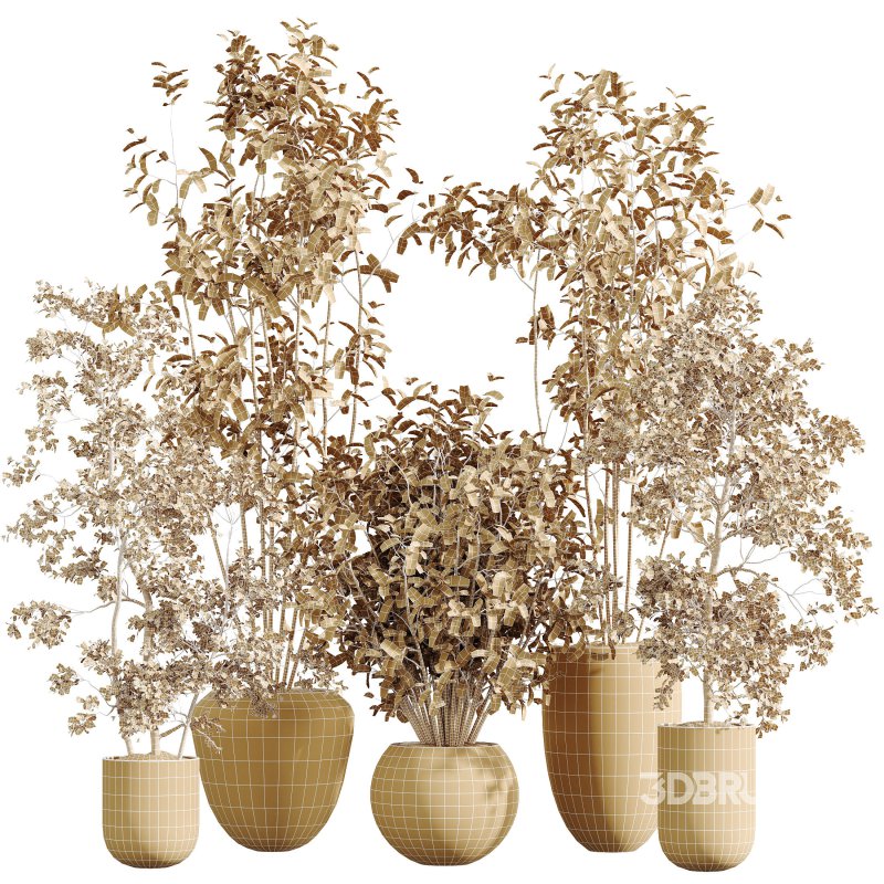 AV Indoor Plants Set 385 Europaea Olive Eucalyptus and Arbequina Olive Image 6