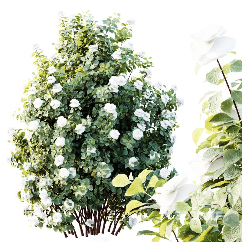 AV Plants Climbing Roses Bush Image 2