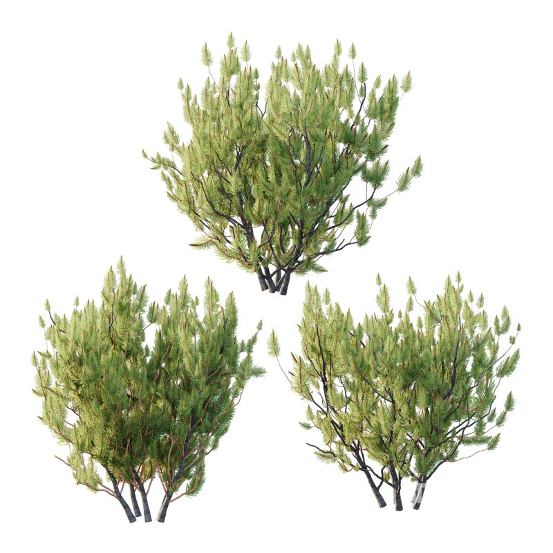 Pinus Mugo plant 04 Image 1