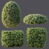 ntal compositions due to its elegant texture and year-round foliage. - Thumbnail 4