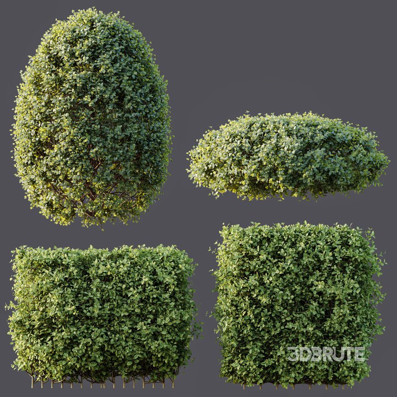 ntal compositions due to its elegant texture and year-round foliage. Image 4