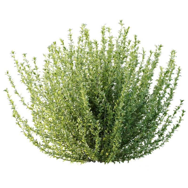 Leucophyllum frutescens Bush 03 Image 3