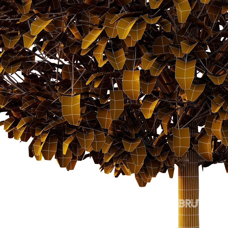 Lilac Syringa Vulgaris Tree 02 Image 5