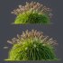 ntal fountain grass, designed for realistic exterior and landscape visualizations. - Thumbnail 6