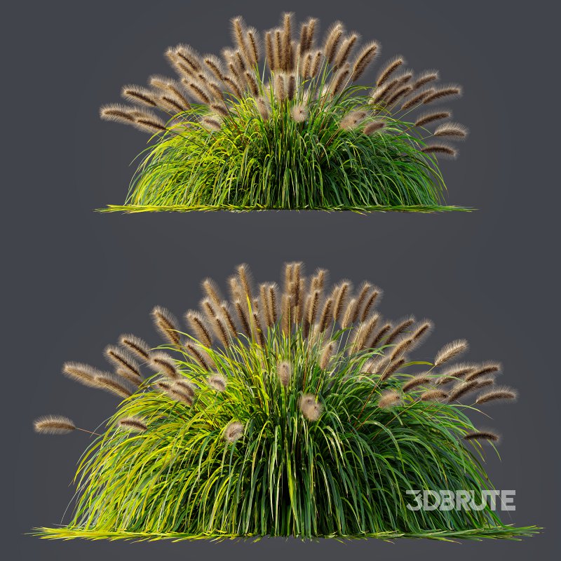 ntal fountain grass, designed for realistic exterior and landscape visualizations. Image 6