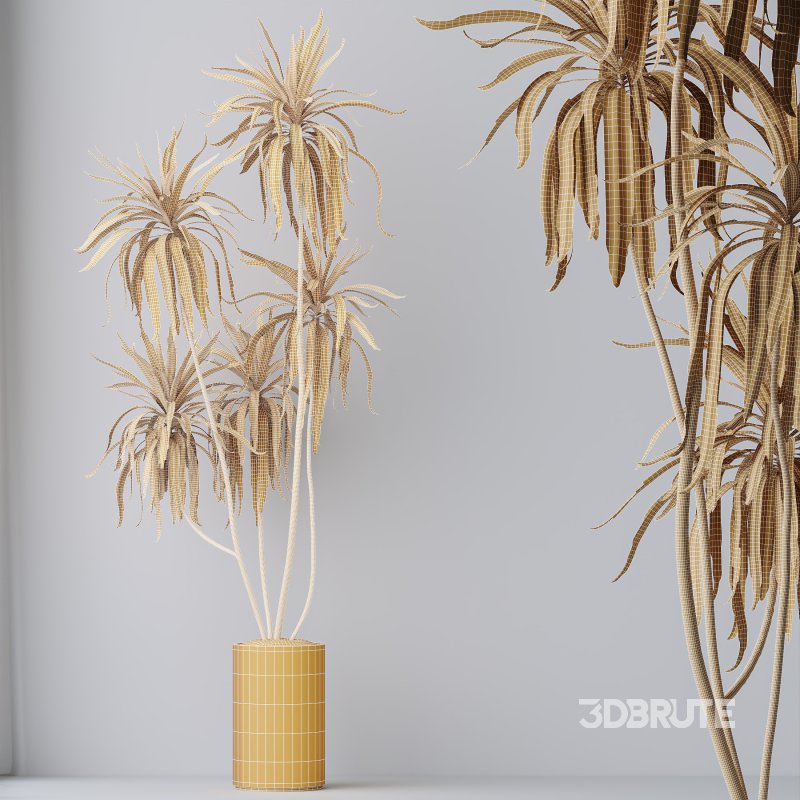 AV Indoor Plants Set 386 Warneckii Lemon and Ficus Cyathistipula and Cunjevoi Jardin and Olive Eucalyptus Image 11