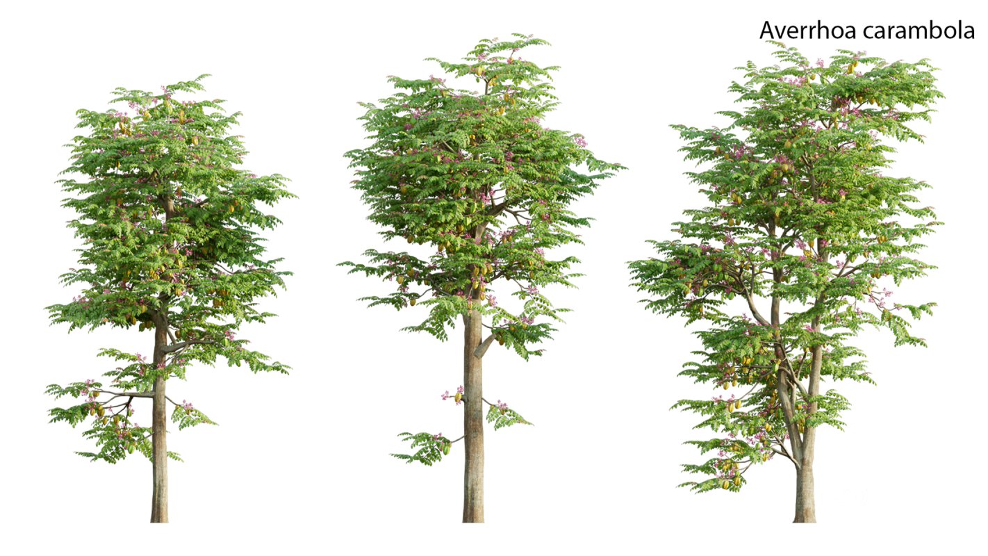 Collection 19 – Japanese garden Image 4