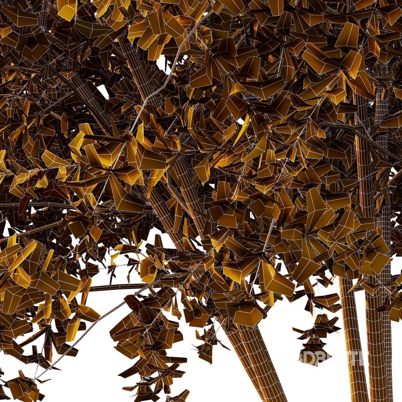 Leucophyllum frutescens Bush 06 Image 5