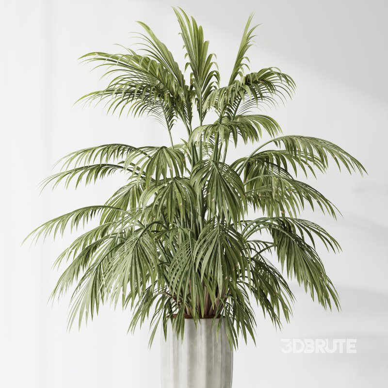 AV Indoor Plants Set 397 Zamiifolia and Giant Monstera and Dracaena Warneckii Lemon and Areca Palm Image 6