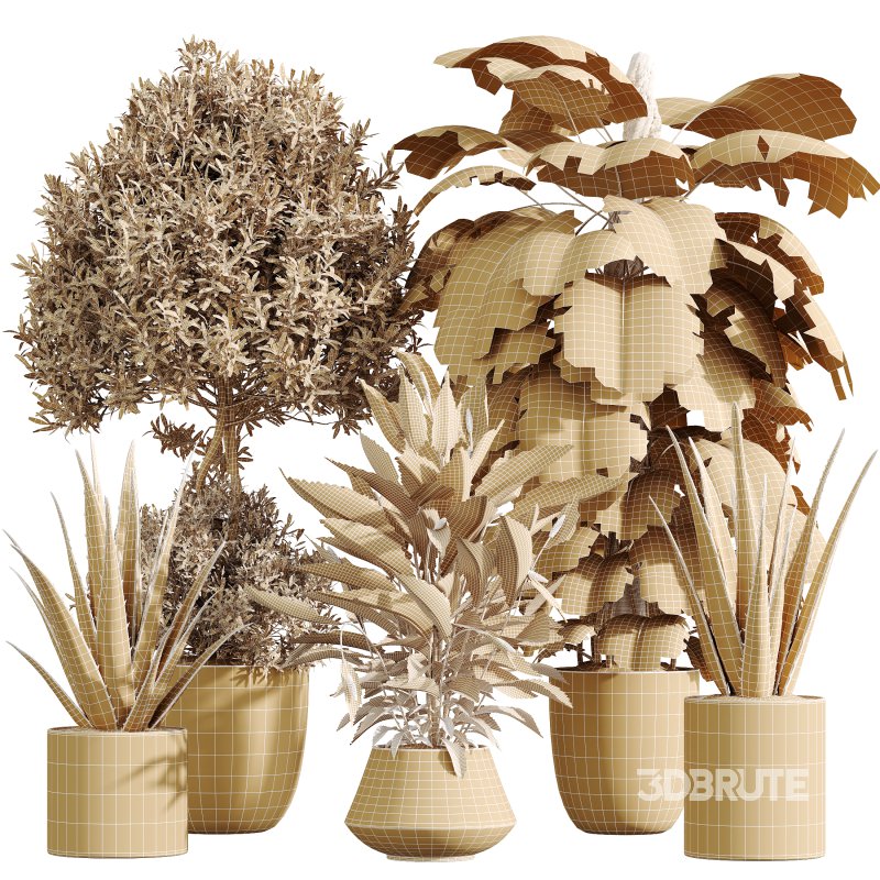 AV Indoor Plants Set 387 Aloe Vera and Olive and Peace Lily and Deliciosa Large Leaf Image 9