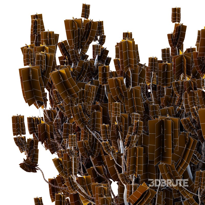 Pinus Mugo plant 05 Image 7