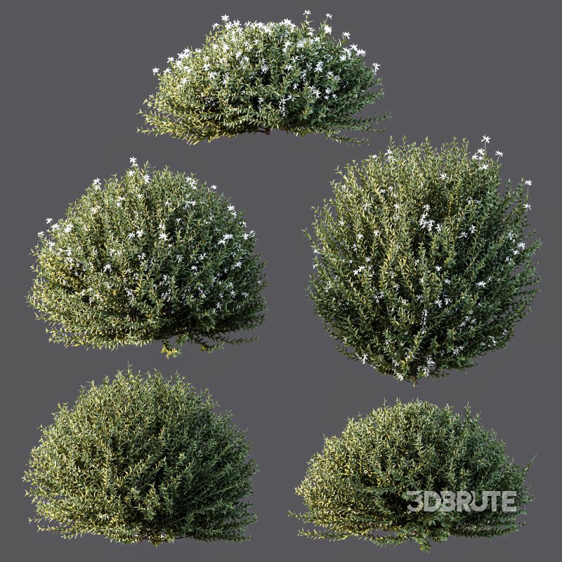 AV Gray Box Westringia Fruticosa Coastal Rosemary bushes Image 7