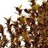 Leucophyllum frutescens Bush 02 - Thumbnail 2