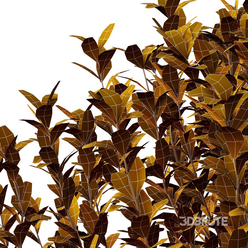 Leucophyllum frutescens Bush 02 Image 2