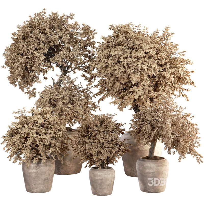 Indoor Plant Set 029 Image 1