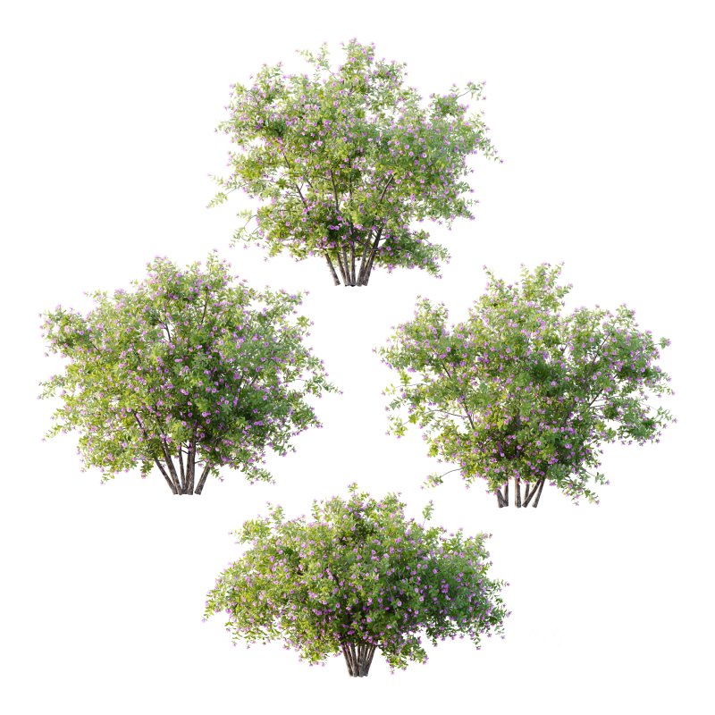 Leucophyllum frutescens Bush 07 Image 3