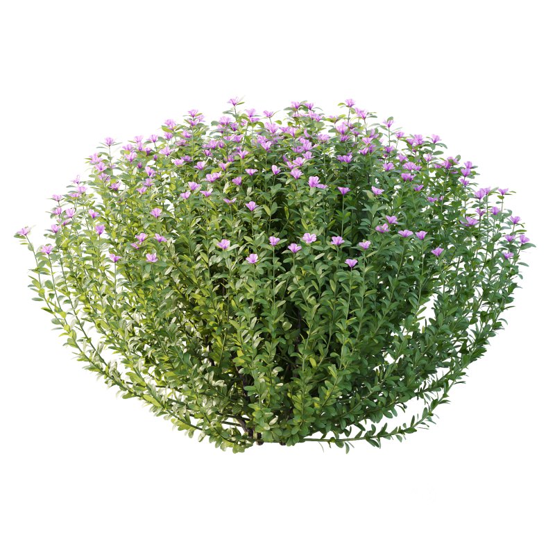 Leucophyllum frutescens Bush 10 Image 2