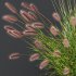 ntal fountain grass, designed for realistic exterior and landscape visualizations. - Thumbnail 1