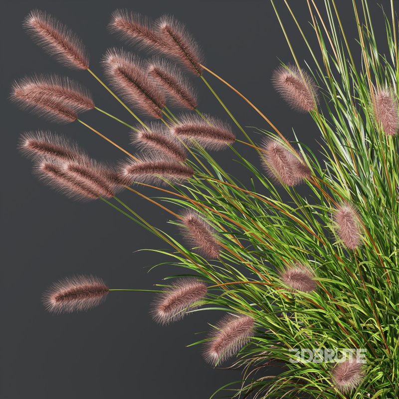 ntal fountain grass, designed for realistic exterior and landscape visualizations. Image 1