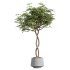 AV Indoor Plants Set 373 Japandi Decorative and Dracaena Warnecki and Ficus microcarpa and Schefflera Arboricola - Thumbnail 5
