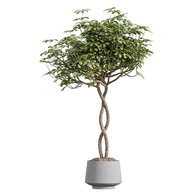 AV Indoor Plants Set 373 Japandi Decorative and Dracaena Warnecki and Ficus microcarpa and Schefflera Arboricola Image 5