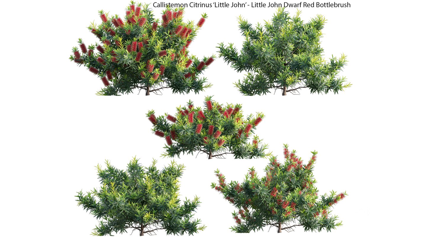 Collection 22 – Australian Plants Image 19