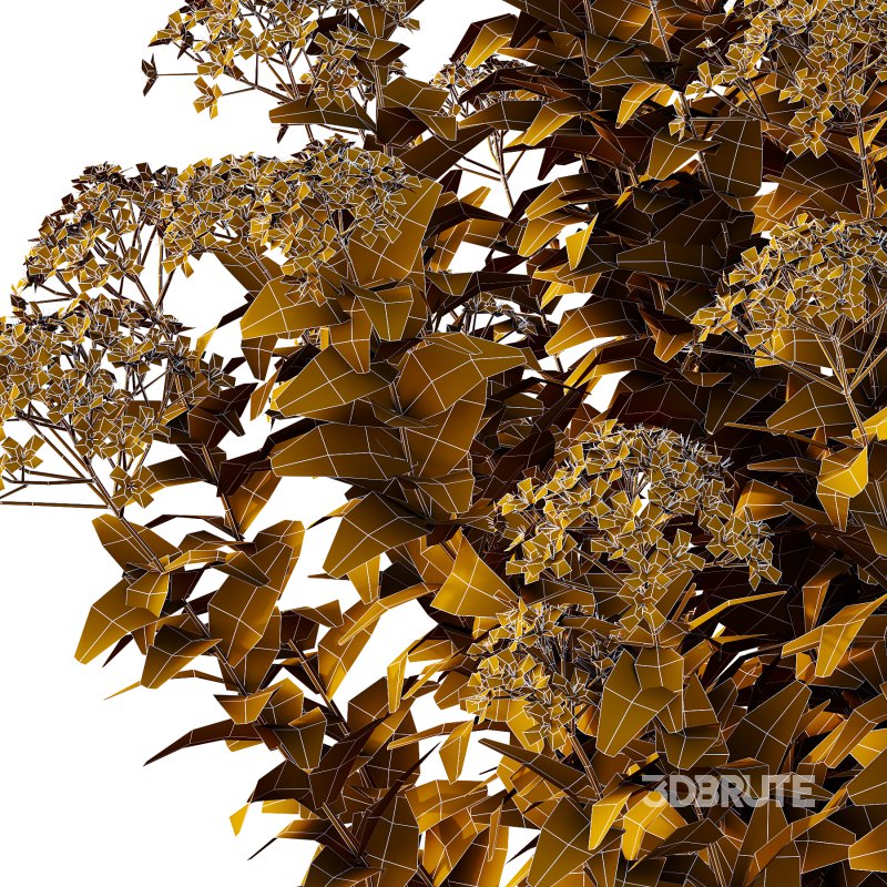 Spirea Japonica Bush 05 Image 6