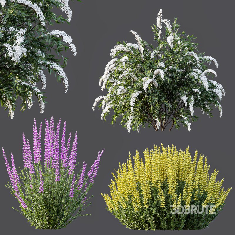 AV Spring bushes Spiraea Cinerea Grefsheim Flowering and Calluna Vulgaris Helena Image 5