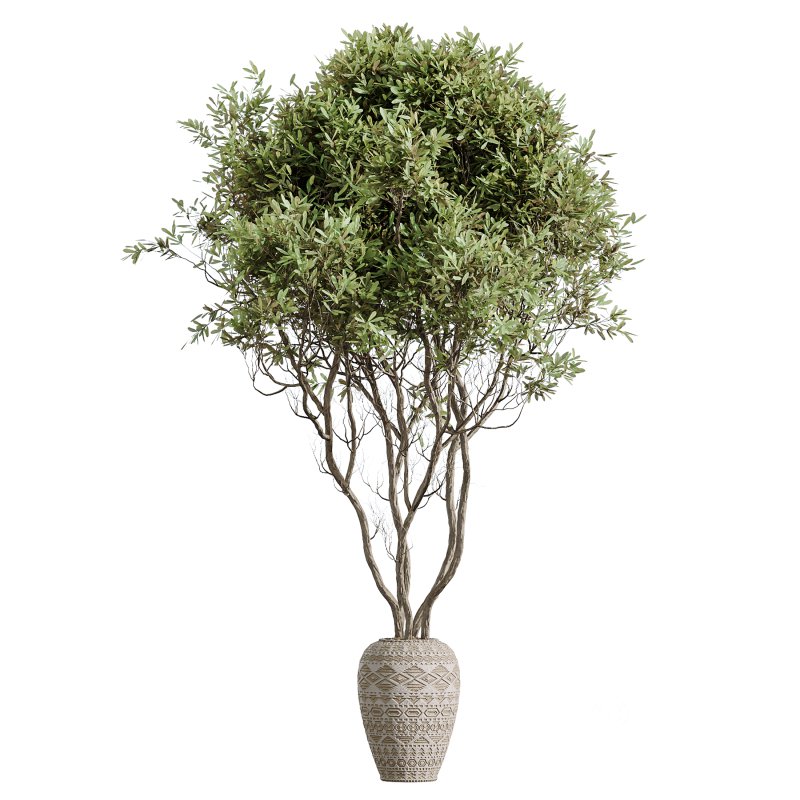 AV Indoor Plants Set 376 Arbequina Olive and Ficus Binnendijkii and Euphorbia Drupifera Image 6