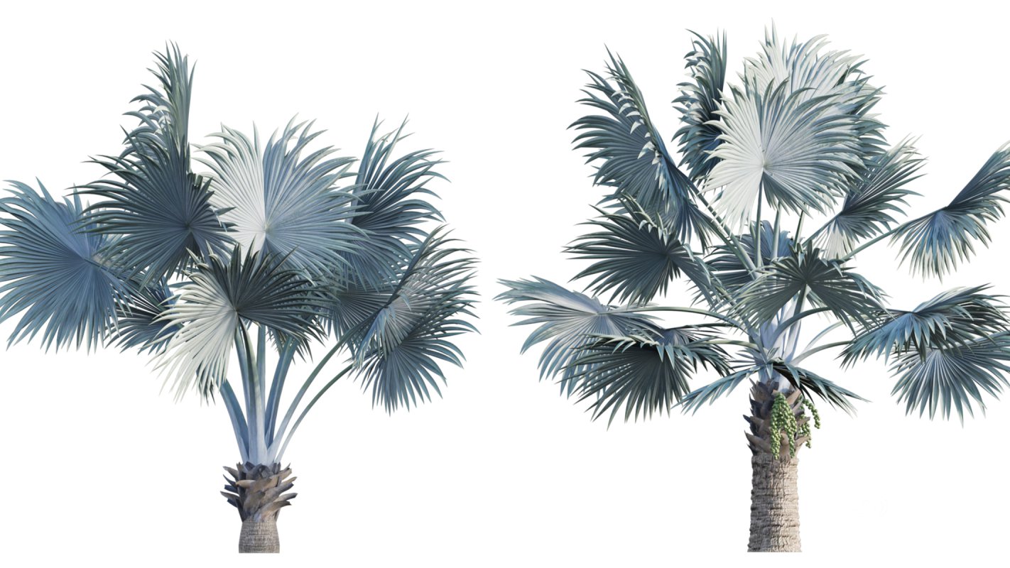 Collection 22 – Australian Plants Image 36