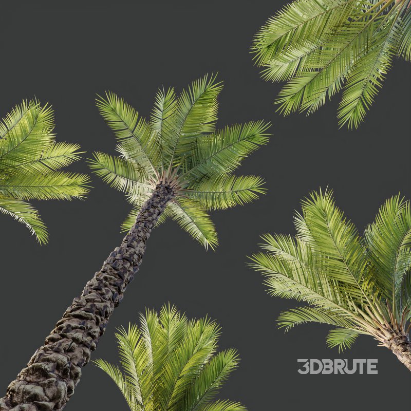 AV Phoenix Dactylifera Date Jurassic Palm Tree and Ash Maple Tree Image 5