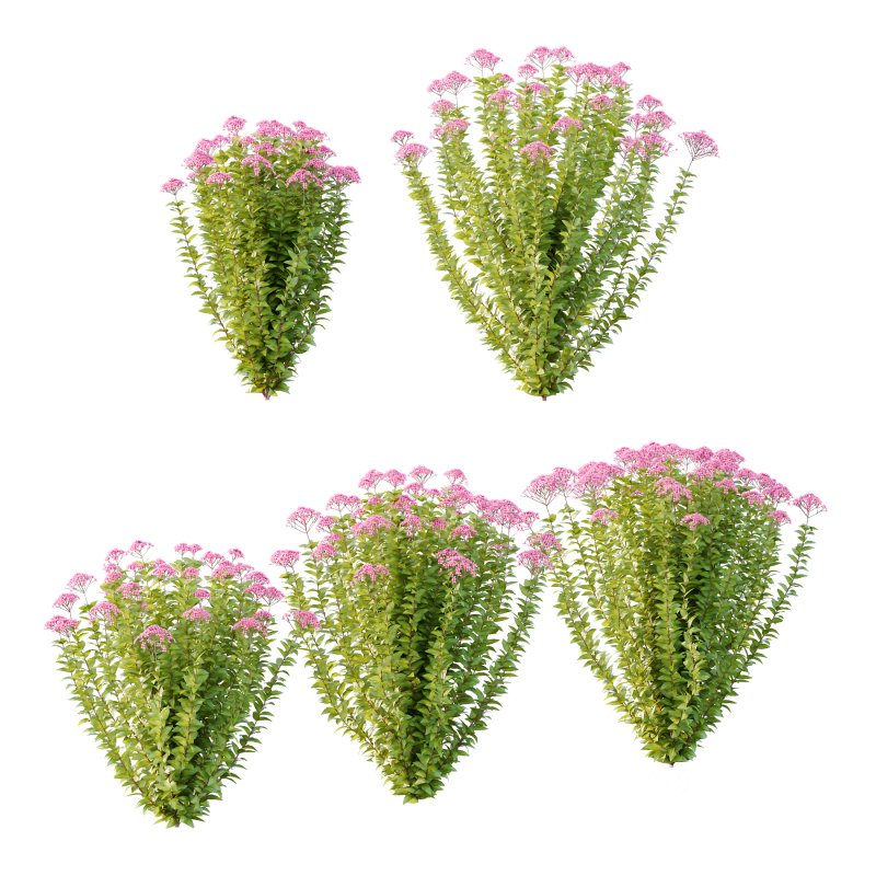 Spirea Japonica Bush 06 Image 1