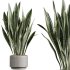 AV Indoor Plants Set 374 Ficus Elastica and Euphorbia Drupifera and Olive Artificial and Snake Sansevieria - Thumbnail 7