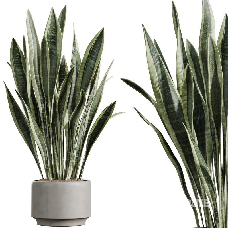AV Indoor Plants Set 374 Ficus Elastica and Euphorbia Drupifera and Olive Artificial and Snake Sansevieria Image 7
