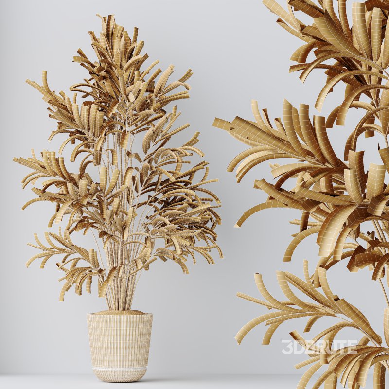 AV Indoor Plants Set 396 Dypsis Lutescens and Ficus Cyathistipula and Cyara Areca Palm Image 11