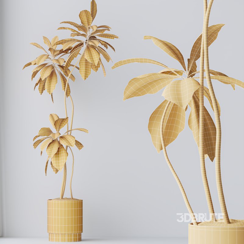 AV Indoor Plants Set 396 Dypsis Lutescens and Ficus Cyathistipula and Cyara Areca Palm Image 10