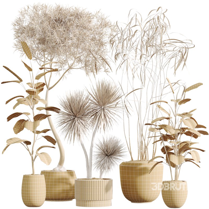 AV Indoor Plants Set 389 Ficus lyrata Fiddle Leaf and Yucca Aloifolia Rostrata and Ficus Dracaena Marginata Image 11