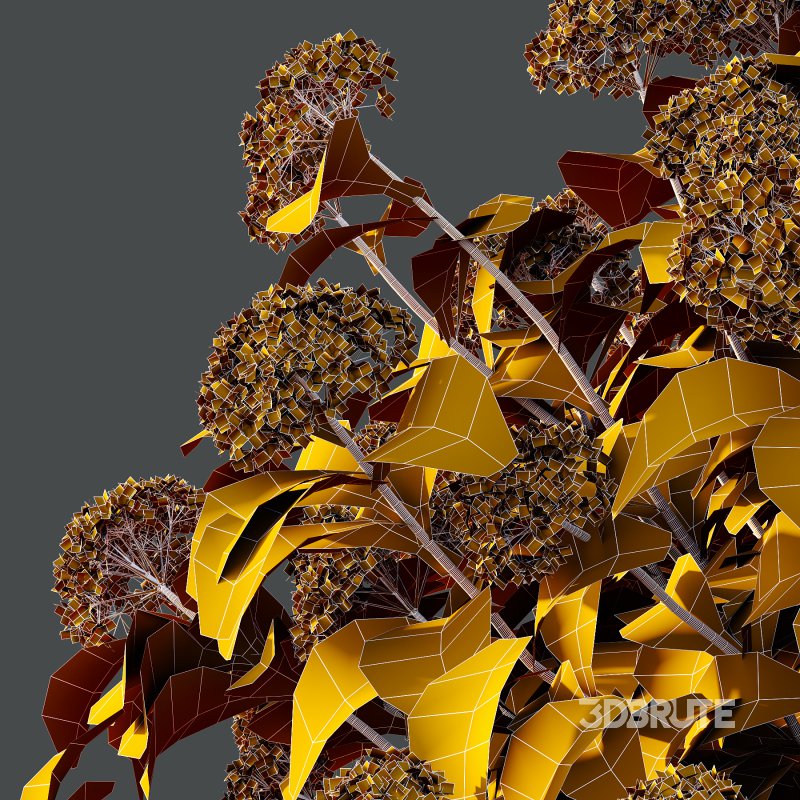 hydrangea arborescens Bush 02 Image 4