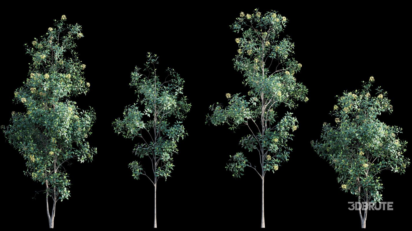 Collection 22 – Australian Plants Image 8